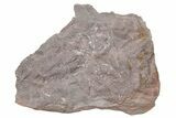 Ordovician Trilobite Mortality Plate (Pos/Neg) - Morocco #218663-2